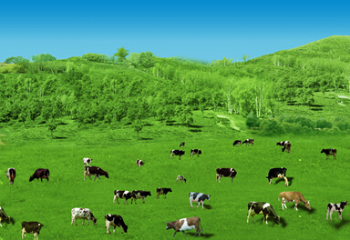 夏季豬的飼養(yǎng)管理以及疾病防治