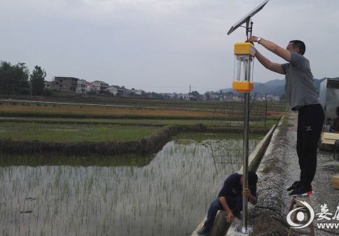 太陽能殺蟲燈助力湖南建設(shè)生態(tài)優(yōu)質(zhì)米示范基地