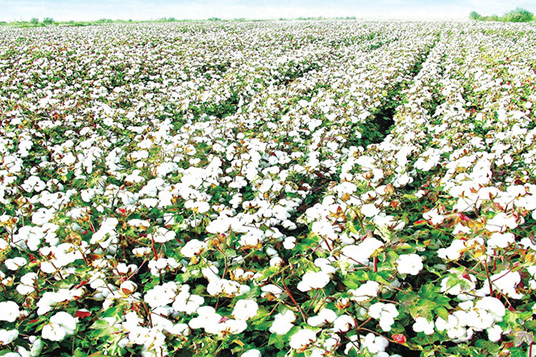 太陽(yáng)能殺蟲燈用于新疆庫(kù)爾勒棉花示范基地圖片案例