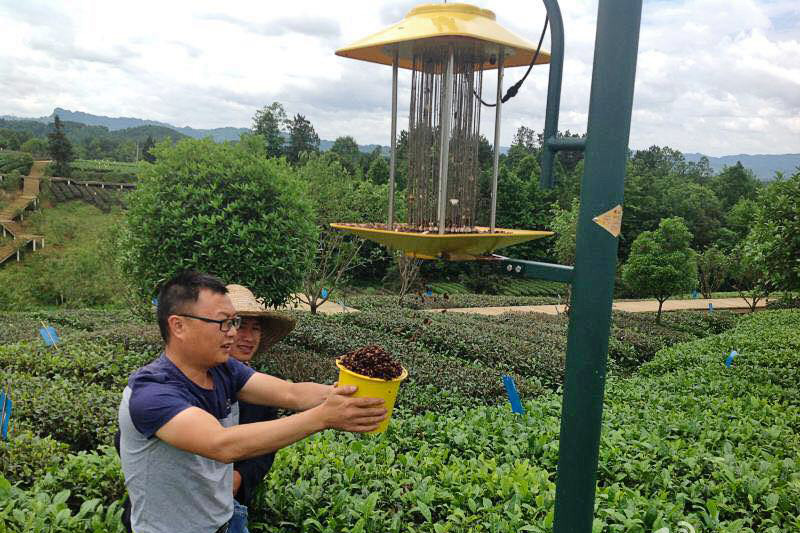 茶園綠色防控離不開(kāi)頻振式殺蟲(chóng)燈