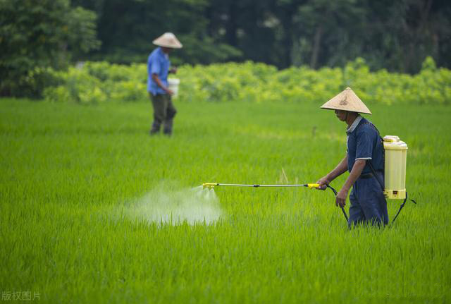 無(wú)人機(jī)和太陽(yáng)能殺蟲(chóng)燈提升水稻田害蟲(chóng)防治水平