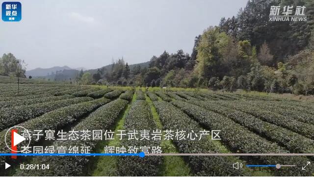 用了太陽能殺蟲燈的福建生態(tài)茶園長啥樣