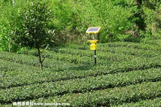 安徽石臺縣茶園用太陽能殺蟲燈綠色防控