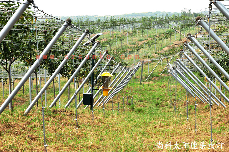 江蘇南京獼猴桃果園用太陽(yáng)能殺蟲燈效果