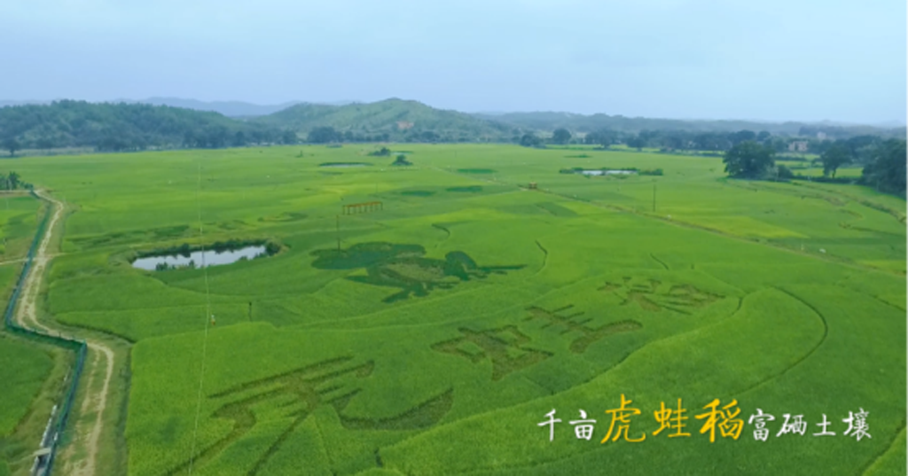 江西虔農(nóng)有機(jī)水稻種植基地