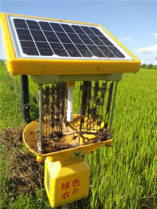 黑龍江延壽水稻種植基地使用太陽能殺蟲燈案例