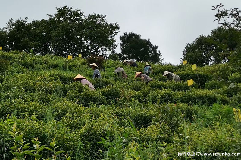 一組河南信陽(yáng)茶園殺蟲(chóng)燈實(shí)拍圖